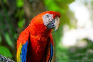rosso ara pappagallo è attaccare su rami foto