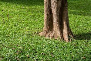 albero su verde erba foto