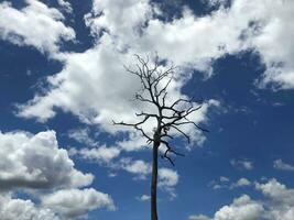 blu cielo e nuvole con morto alberi e vuoto rami foto