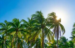 Noce di cocco alberi su il spiaggia nel Tailandia era salutò di il vento foto