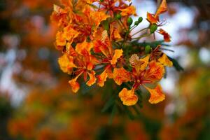 arancia reale poinciana nel blured sfondo foto