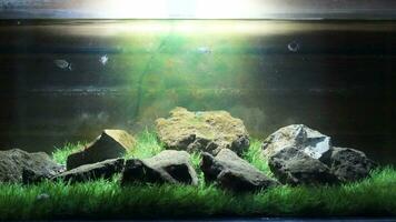 aquascape baground fresco natura foto