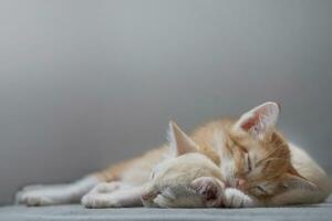 arancia tailandese gattino, 4 mese vecchio, addormentato nel il Casa. foto