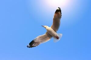 volante uccelli su blu cielo foto