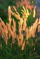 fiore di pennisetum nel caldo tramonto foto