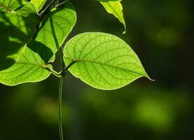 indietro leggero di verde foglia sfondo foto