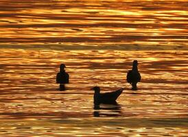 silhouette gabbiano uccello a tramonto nel Tailandia foto