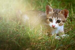 bella gatto nel luce del sole su il erba foto