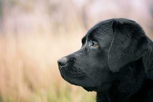 profilo di un' nero labrador cane da riporto cane. ritratto di un' cane su un' sfocato sfondo. un' animale domestico. foto