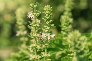 verde basilico pianta con bianca fiori. basilico fioriture su un' soleggiato giorno. un' ape su un' fiore. foto