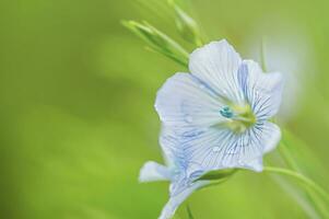 blu lino fiore su un' sfondo di verde sfocato erba. un' fiore su un' soleggiato giorno. foto