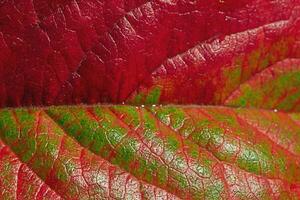 macro avvicinamento foto di un autunno rosso e verde foglia. dettaglio di le foglie a partire dal un' albero.