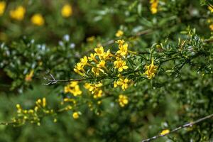 jasminum fruttani, selvaggio gelsomino. selvaggio pianta tiro nel primavera. foto