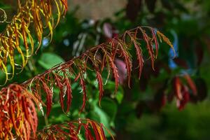 rhus tifina nel ottobre. giallo rosso le foglie di corno di cervo sommacco. rhus tifina è un' specie di fioritura impianti nel il Anacardiaceae famiglia. foto