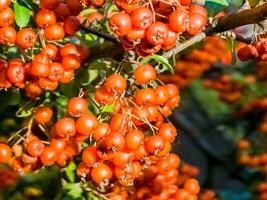 luminosa frutti di bosco di scarlatto corno di fuoco pyracantha coccinea nel il giardino nel autunno, rosso corno di fuoco foto