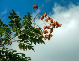 lanterna albero o d'oro pioggia albero. botanico nome koelreuteria paniculata. Comune deciduo strada albero. foto