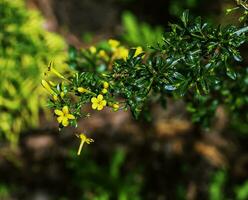 jasminum fruttani, selvaggio gelsomino. selvaggio pianta tiro nel primavera. foto