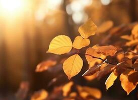 bellissimo autunno le foglie naturale leggero sfondo, colorato fogliame nel ottobre, ai generato foto
