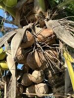 vicino su Noce di cocco nel il giardino foto