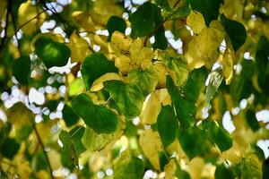 oro autunno sfondo foto