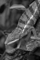 lucertole e serpenti nel Germania foto