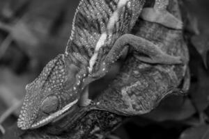 lucertole e serpenti nel Germania foto