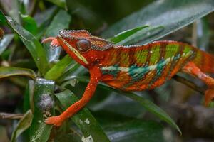 serpenti e lucertole nel Germania foto