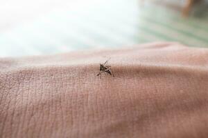 Aedes zanzara suzione di umano sangue su pelle foto