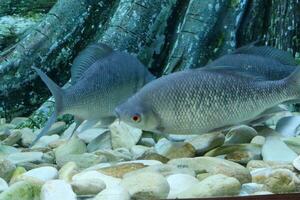 maggiore ossuto- labbra barbiglio nel il acquario, vicino su di un' d'acqua dolce pesce foto