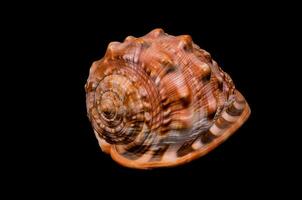 un' grande conchiglia con un' nero sfondo foto