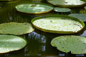 Vittoria è un' genere di ninfee, nel il pianta famiglia ninfeacee, con molto grande verde le foglie quello menzogna piatto su il dell'acqua superficie. Vittoria amazonica ha un' foglia quello è su per 3 metri foto