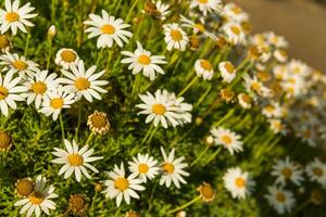 camomilla bianca fiore foto