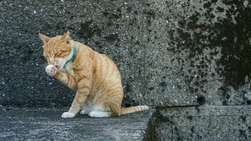 avvicinamento di Zenzero gatto seduta su calcestruzzo scale. gatto su bagnato calcestruzzo sentiero. foto