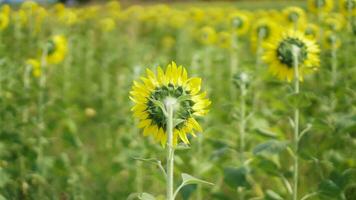 indietro di girasole campo naturale sfondo. girasole fioritura. foto