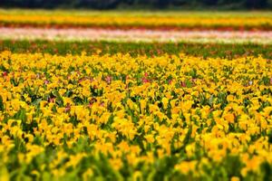 un' campo di giallo e rosa fiori foto