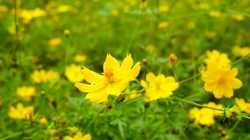 vicino su freschezza fioritura giallo cosmo fioritura fiore nel il giardino, Tailandia foto