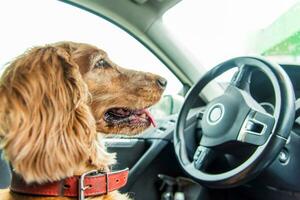 bellissimo cane razza cocker spaniel seduta nel il auto nel il autisti posto a sedere a il ruota foto