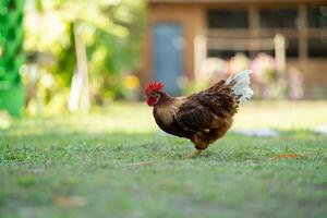 un' Marrone rhode isola rosso metà australiano pollo sta nel un' campo di erba nel davanti di un' di legno Casa nel il ombra di un' albero. foto