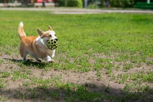 cane razze corgi corre via su un' camminare foto