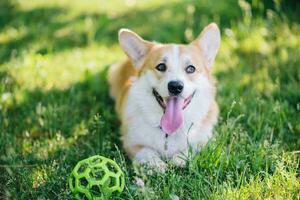 corgi cane dire bugie su il prato con un' palla durante il giorno foto