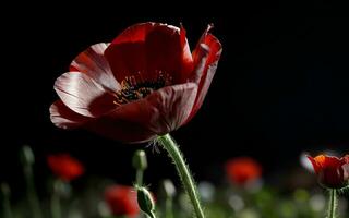 stilizzato rosso papavero su nero ricordo giorno simbolo ai generato foto