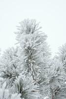 un' pino zampa è coperto con soffice neve nel inverno. foto