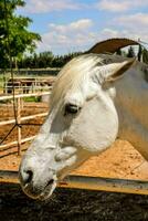 un' bianca cavallo è in piedi nel un' penna foto