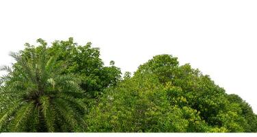 verde alberi isolato su bianca sfondo.sono foresta e fogliame nel estate per tutti e due stampa e ragnatela pagine con tagliare sentiero e alfa canale. foto