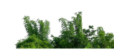 verde alberi isolato su bianca sfondo.sono foresta e fogliame nel estate per tutti e due stampa e ragnatela pagine con tagliare sentiero e alfa canale. foto