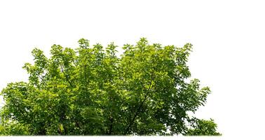 verde alberi isolato su bianca sfondo.sono foresta e fogliame nel estate per tutti e due stampa e ragnatela pagine con tagliare sentiero e alfa canale. foto