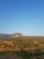 oliva boschetto nel un' rurale paesaggio foto