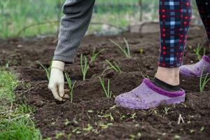 un anziano donna è piantare giovane cipolla piantine nel sua giardino nel il villaggio foto