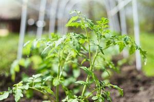 giovane pomodoro piantine piantato nel un' giardino letto dentro un' serra nel un' villaggio nel primavera foto