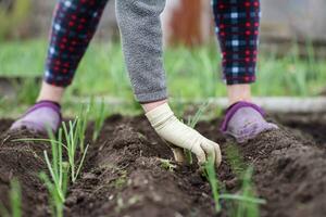 un anziano donna è piantare giovane cipolla piantine nel sua giardino nel il villaggio foto